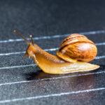 SnailRace